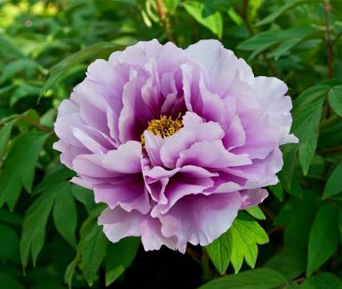 Marie France, fondatrice de Pivoine du Nord
